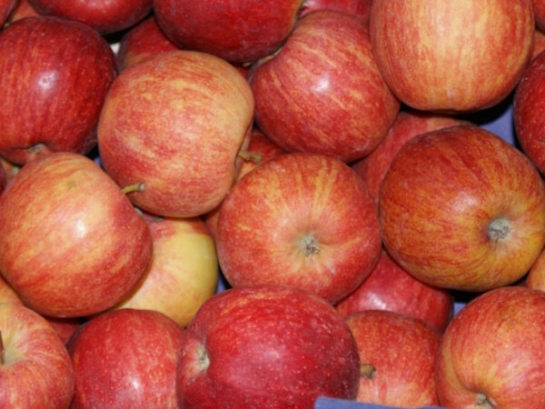 Äpfel Gala