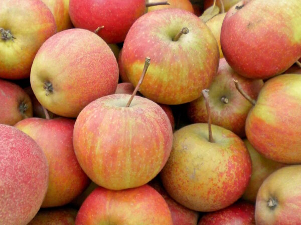 Äpfel Rubinette