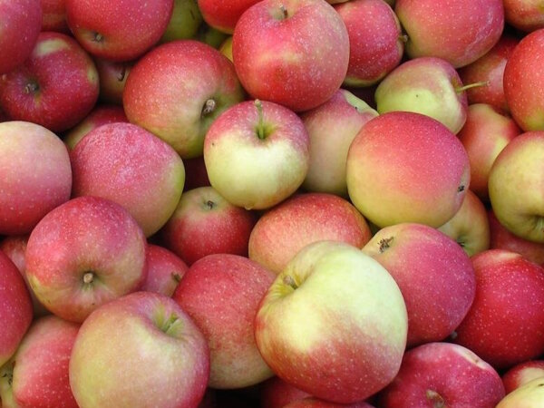 Äpfel Jonagold