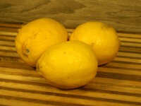 Zitronen Bio 1 Stück