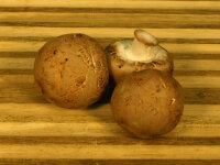 Braune Bio Champignons 100 Gramm