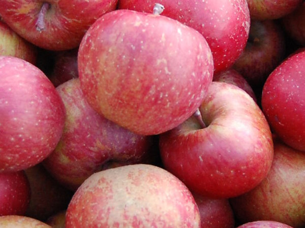 Äpfel Fuji